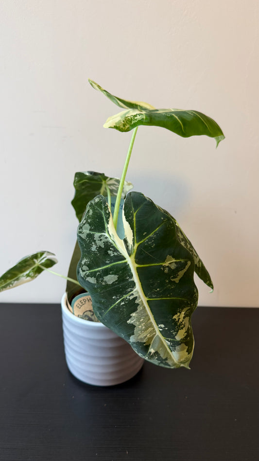 Alocasia Frydek Variegata