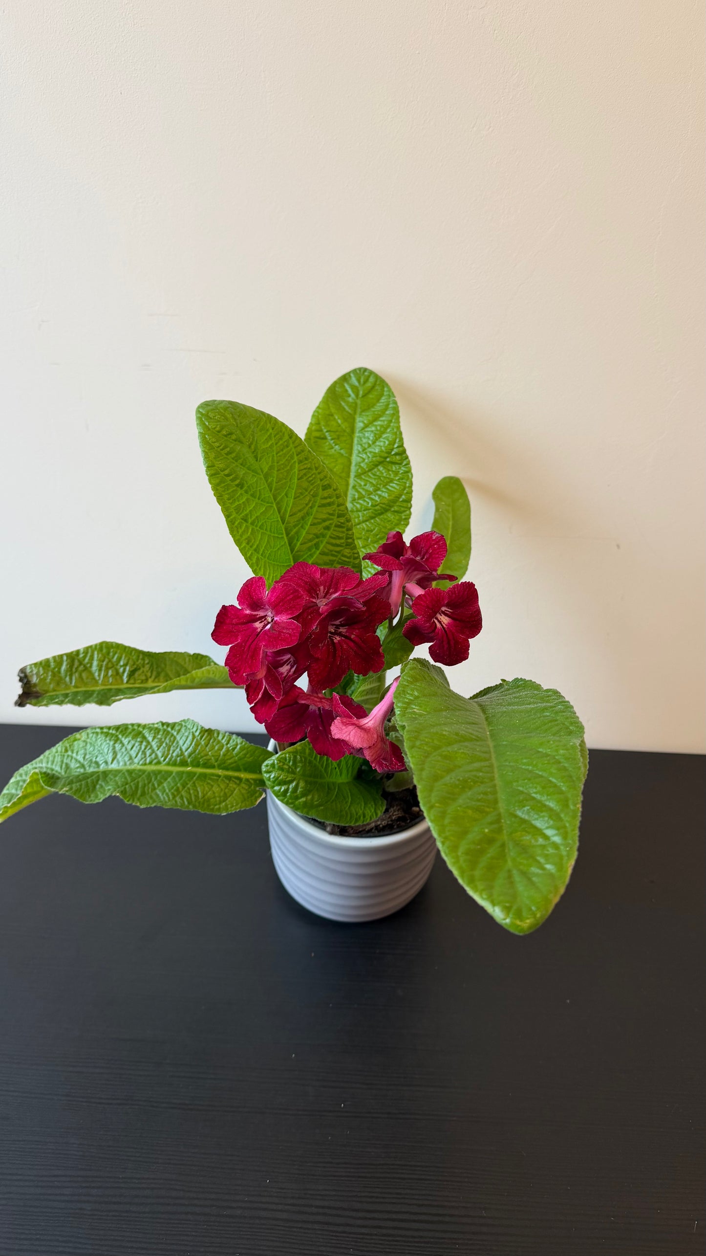 Streptocarpus 4