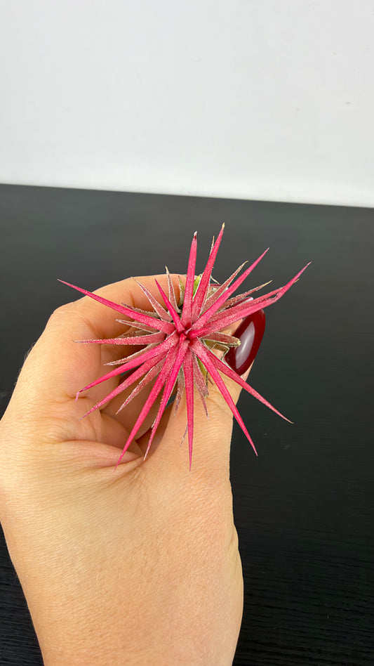 Tillandsia Air plant 8