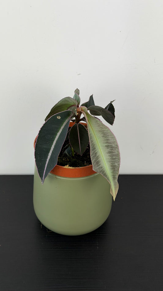 Labisia Pumila