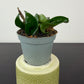 Hoya Compacta