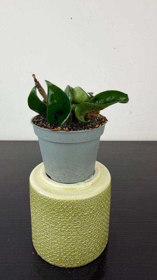 Hoya Compacta