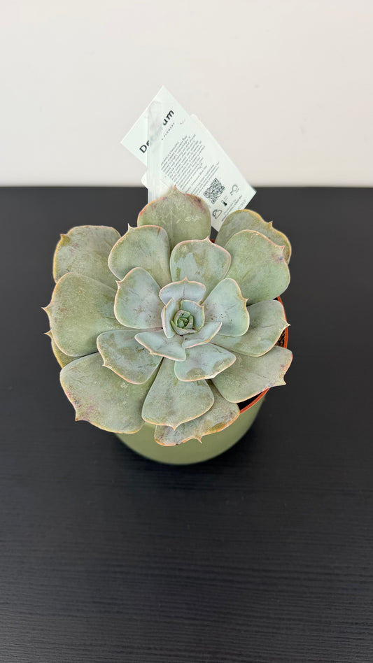 Echeveria 4