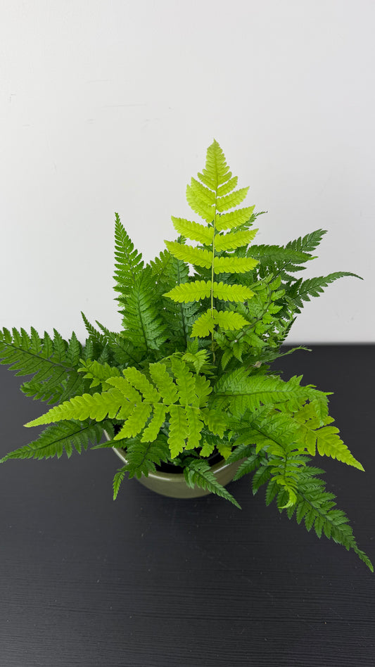 Fern 10