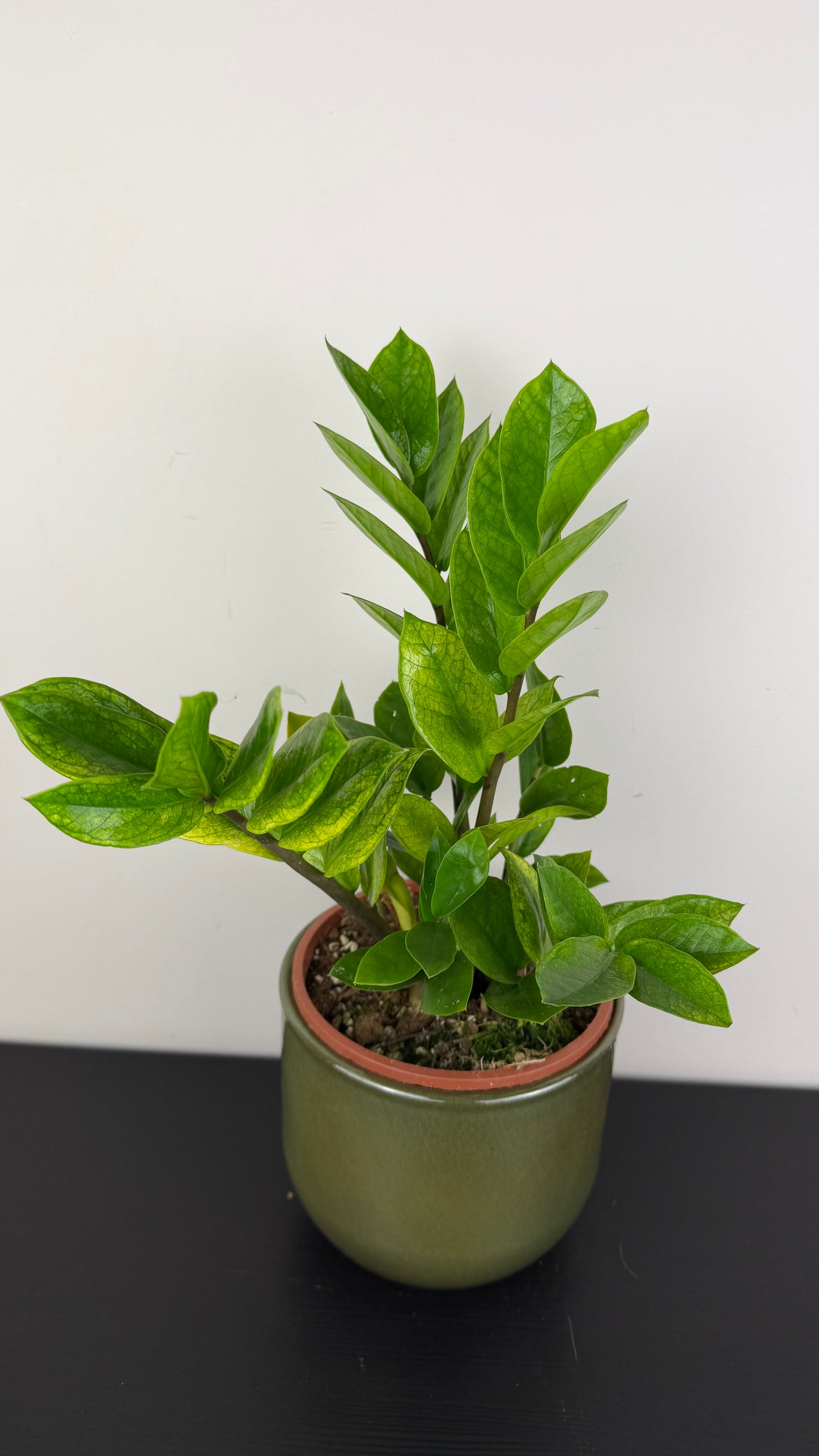 Zamioculcas zamiifolia Chameleon