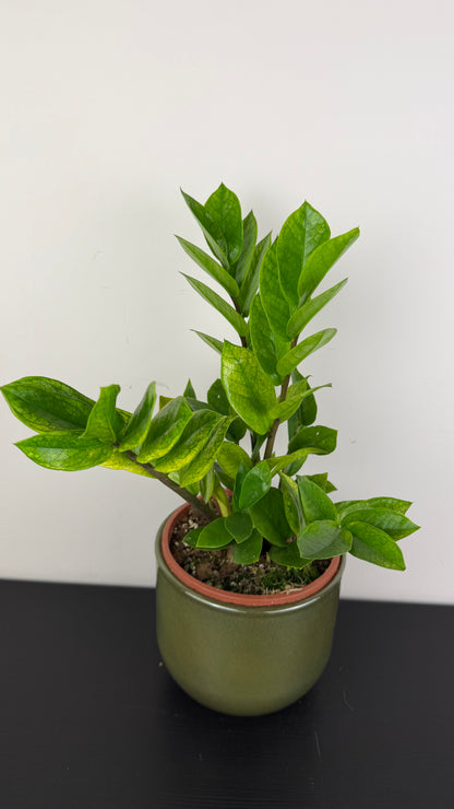 Zamioculcas zamiifolia Chameleon