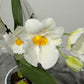 Orhideja Miltoniopsis 2