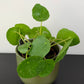 Pilea Sugar