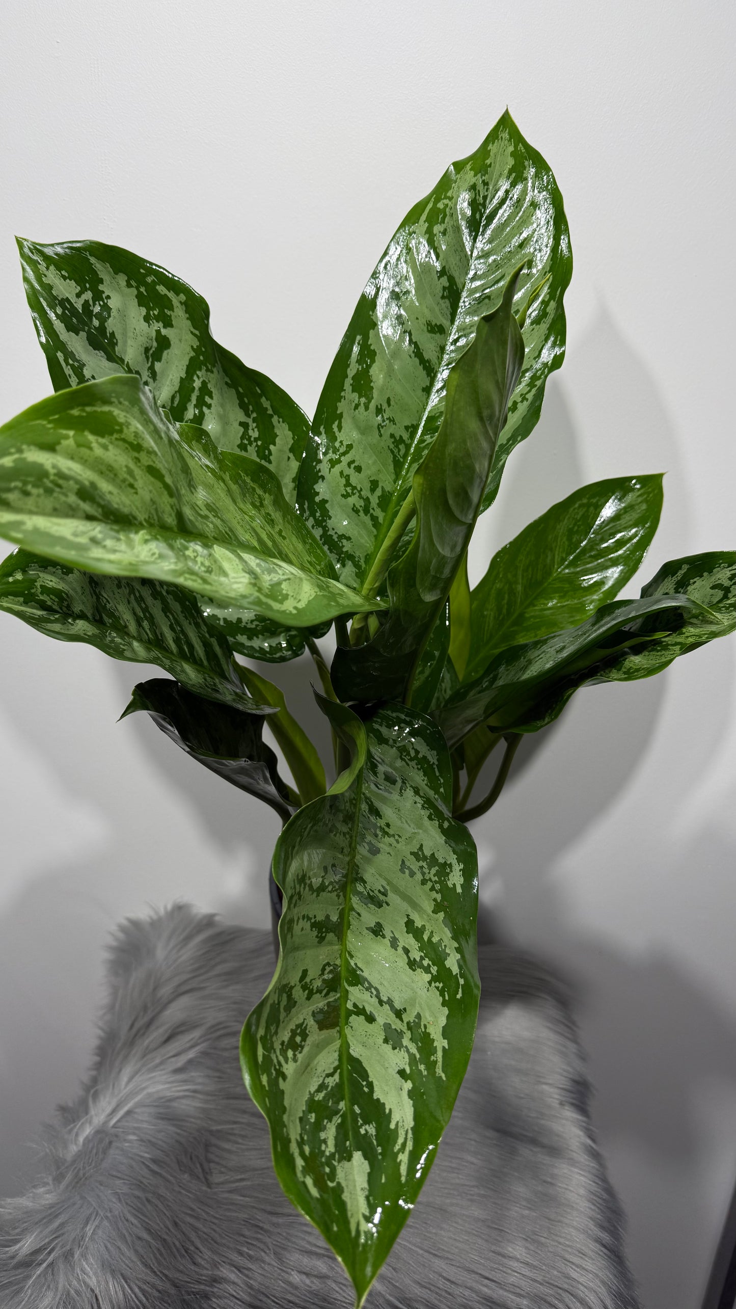 Aglaonema Chantal