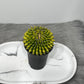 Gymnocalycium Spineless