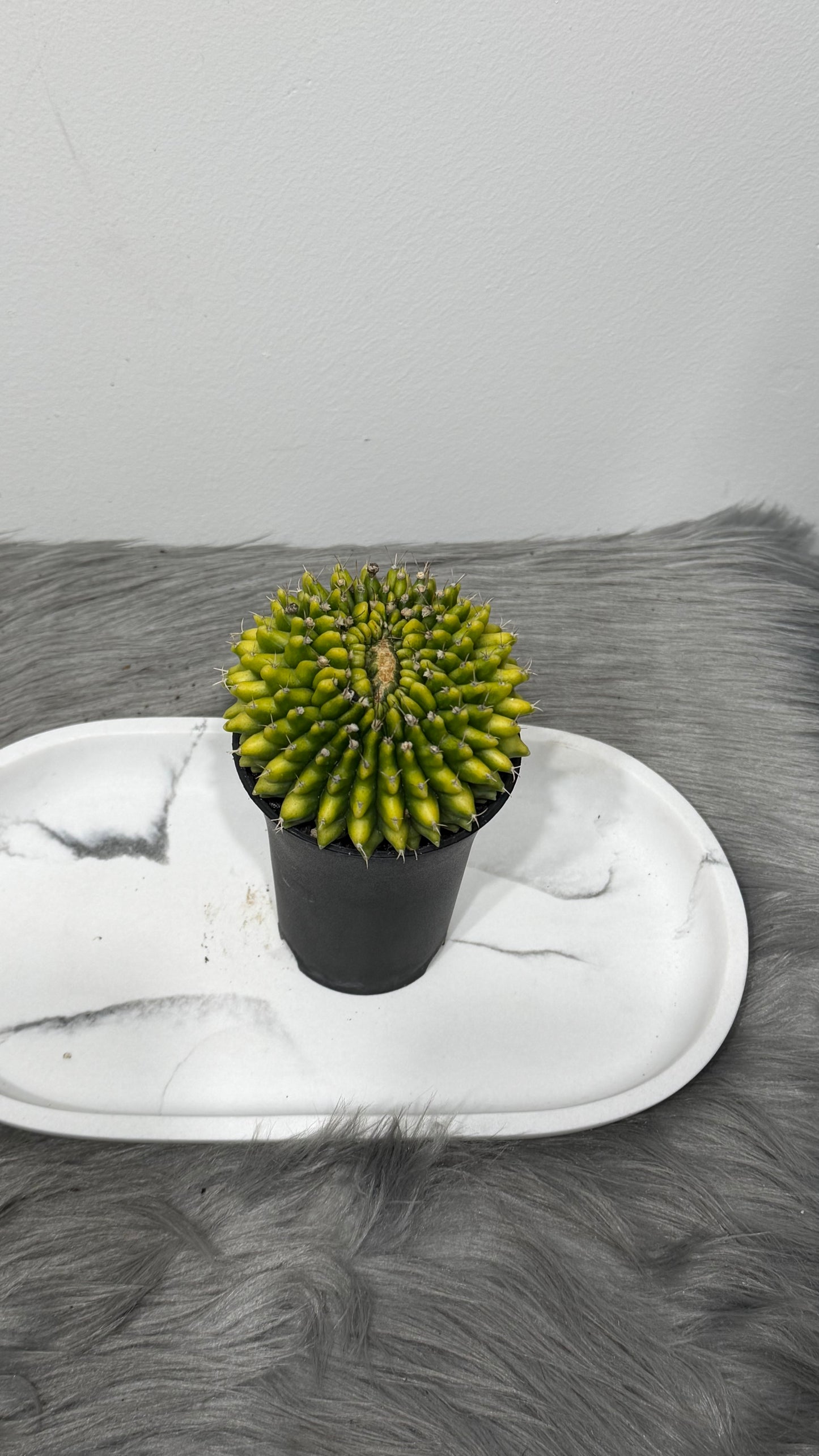 Gymnocalycium Spineless