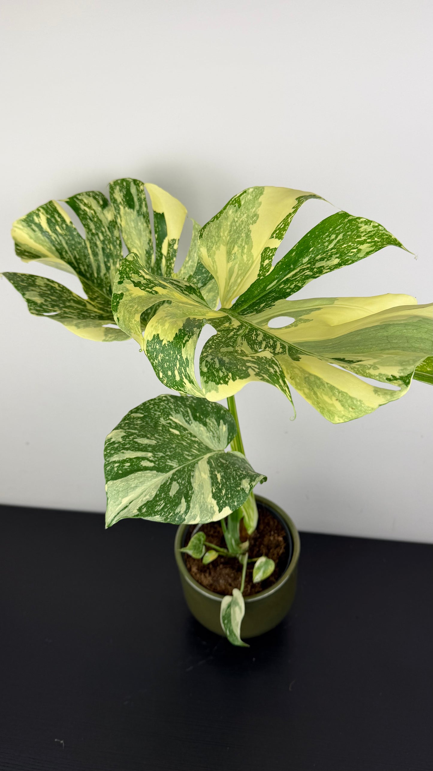 Monstera Thai Constellation