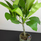 Plumeria Rubra Hawaiian