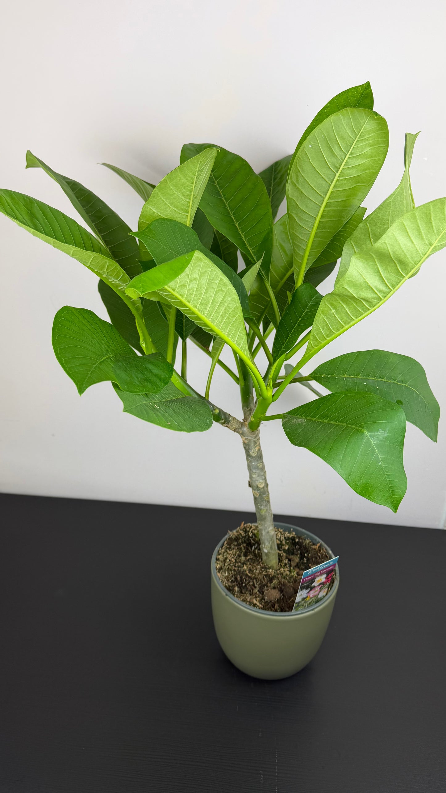 Plumeria Rubra Hawaiian