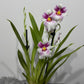 Orhideja Miltoniopsis 3