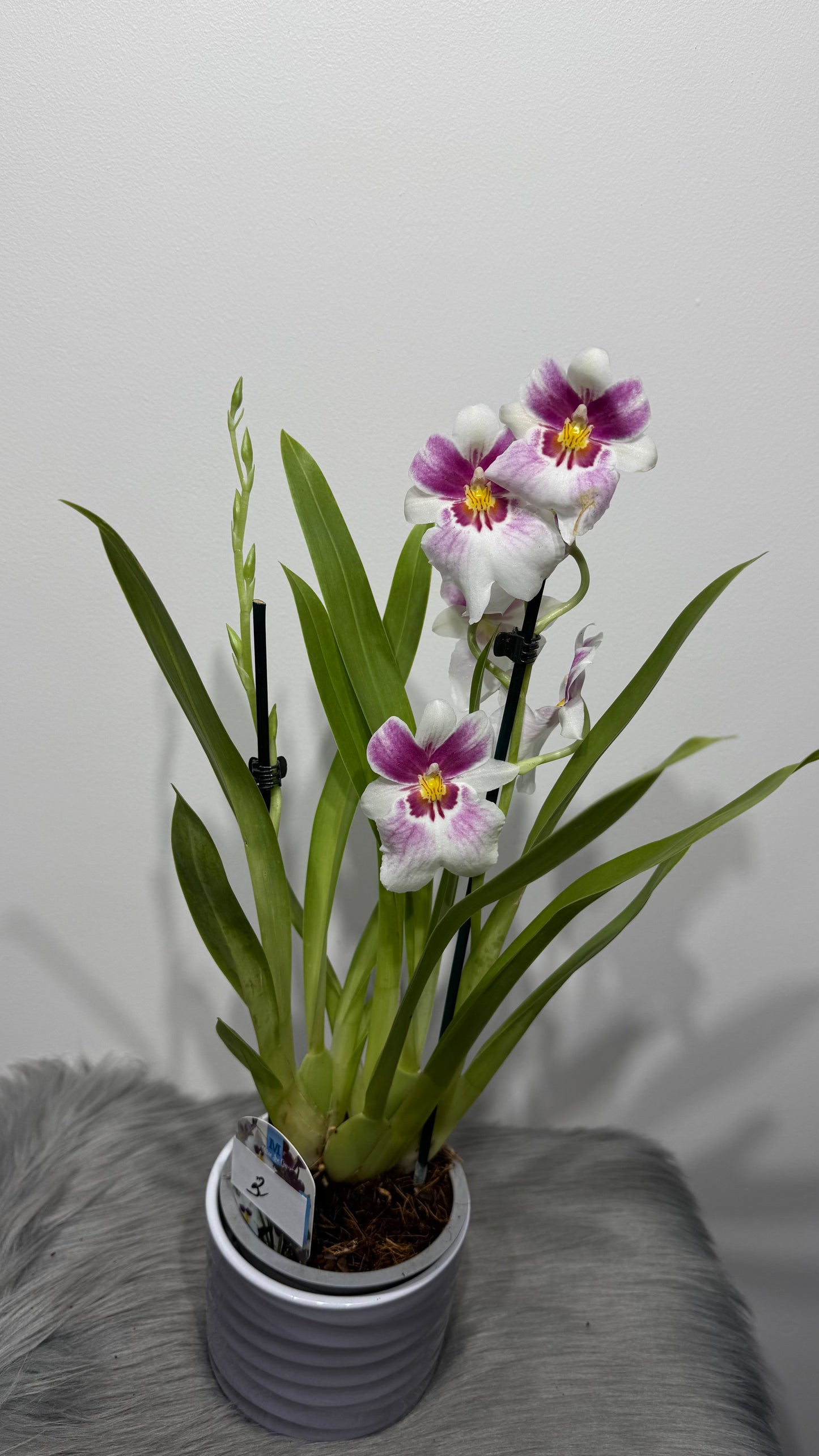 Orhideja Miltoniopsis 3