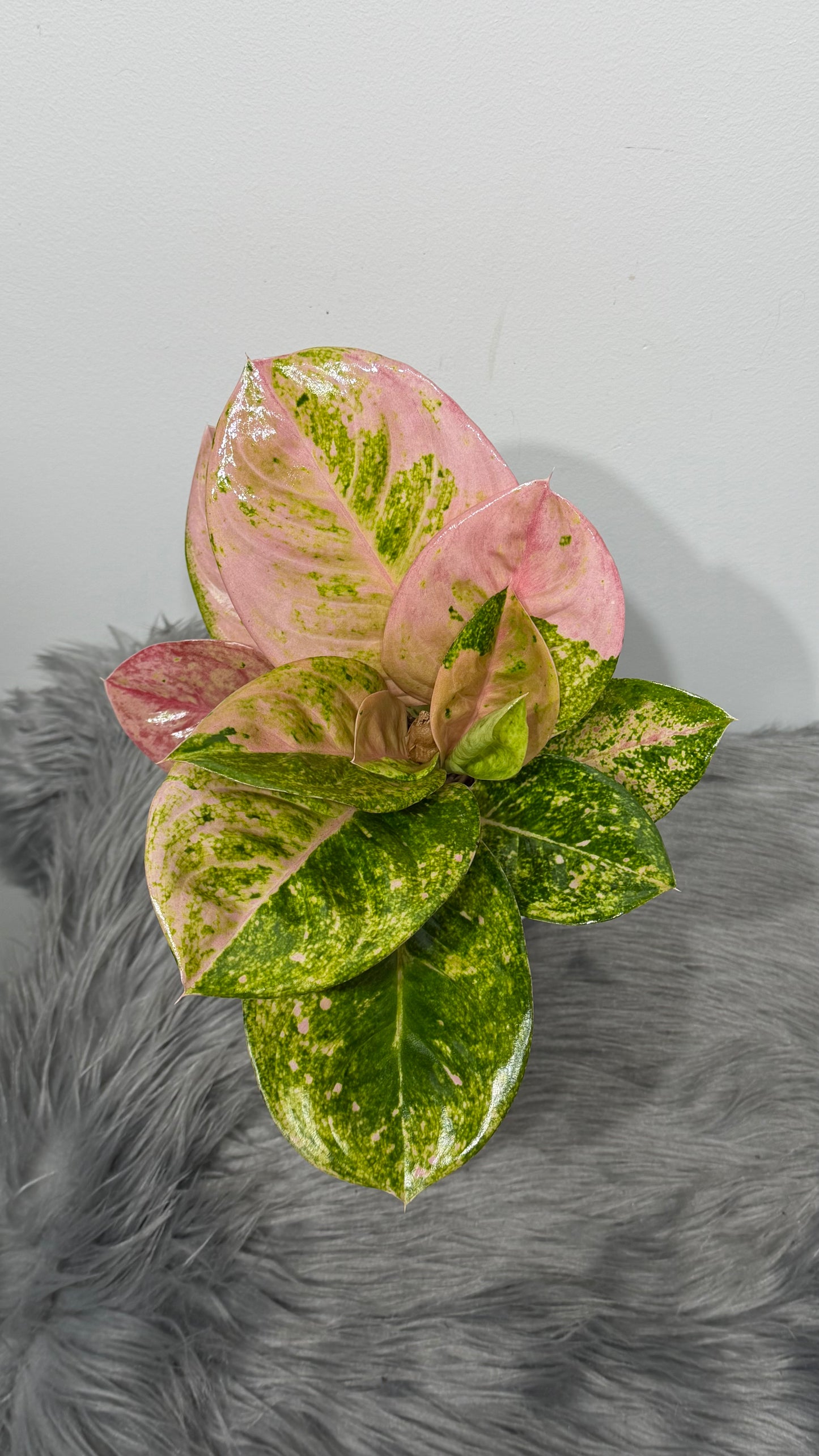 Aglaonema 6