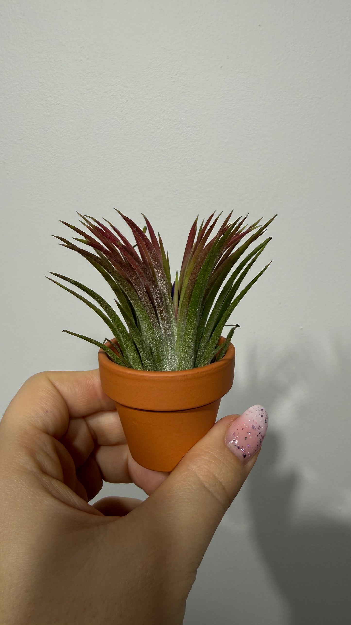 Tillandsia Air plant 2