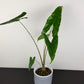 Alocasia Zebrina Reticulata