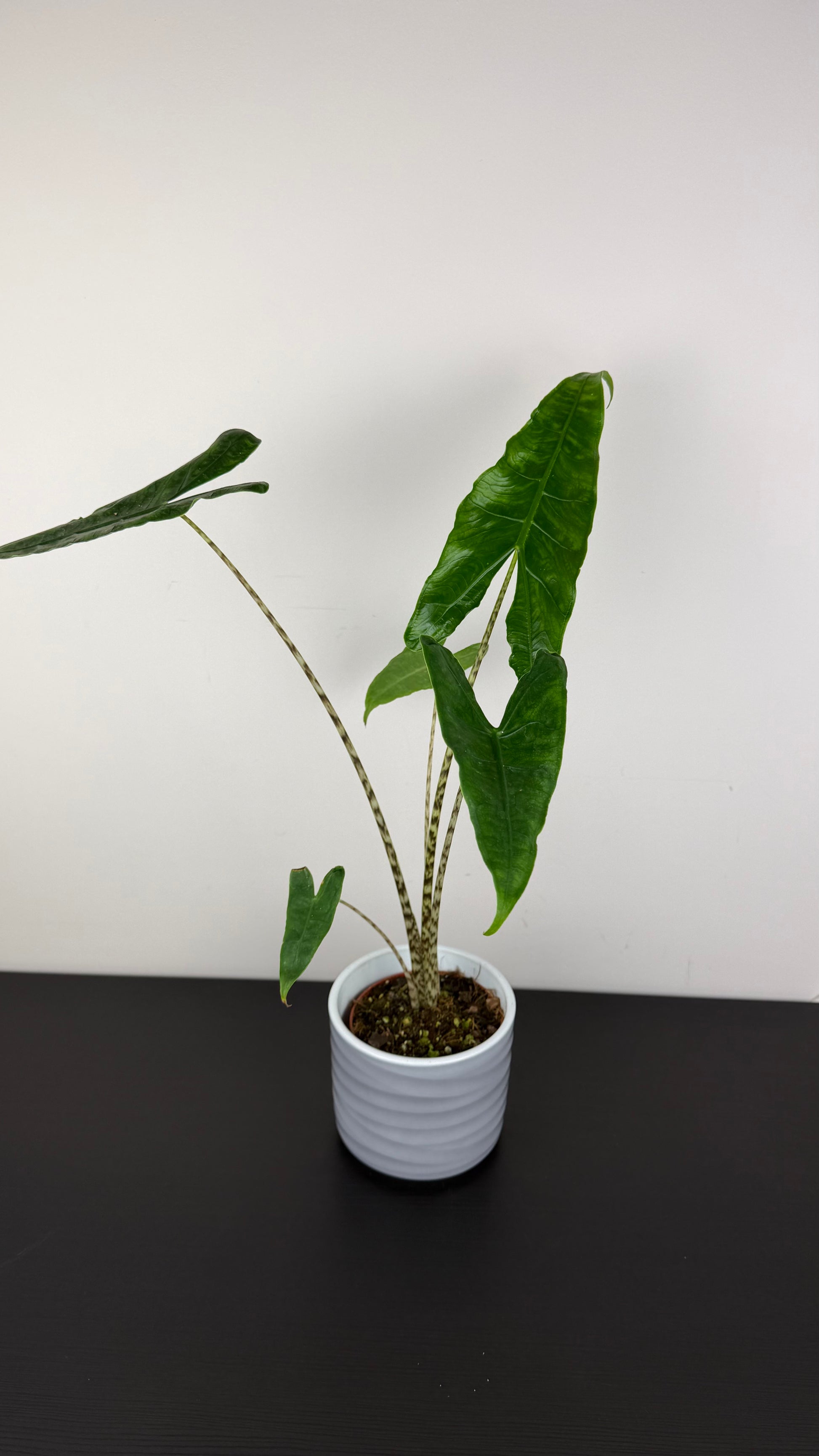 Alocasia Zebrina Reticulata – www.augi-plants.lv