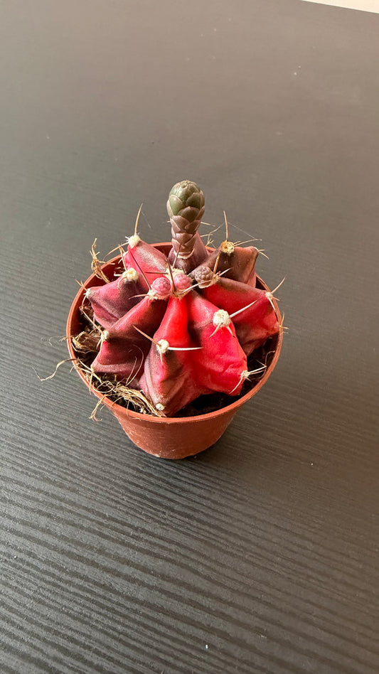 Gymnocalycium mihanovichii variegata