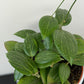 Hoya Fitchii