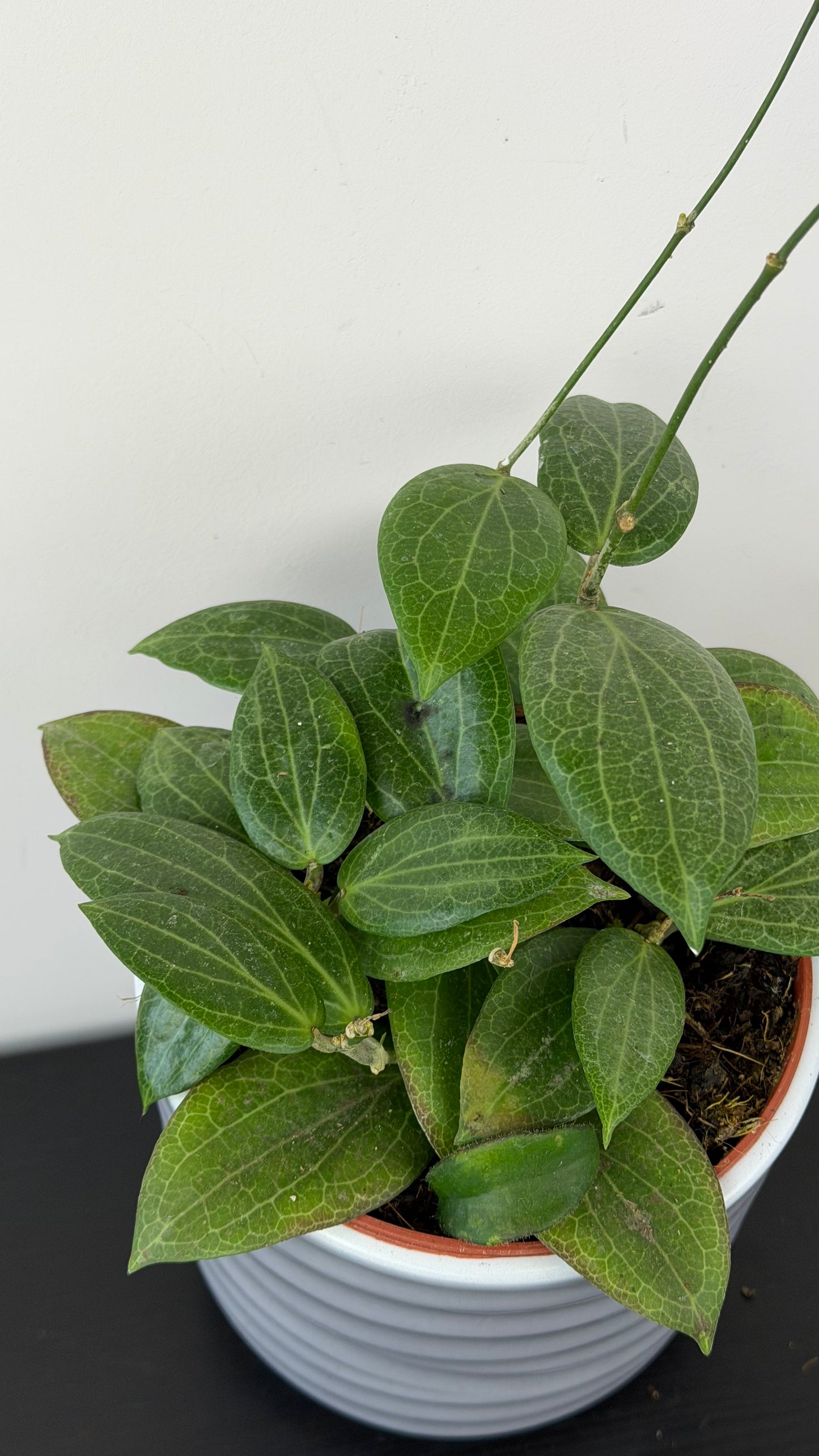 Hoya Fitchii