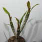 Plumeria Rubra Hawaiian