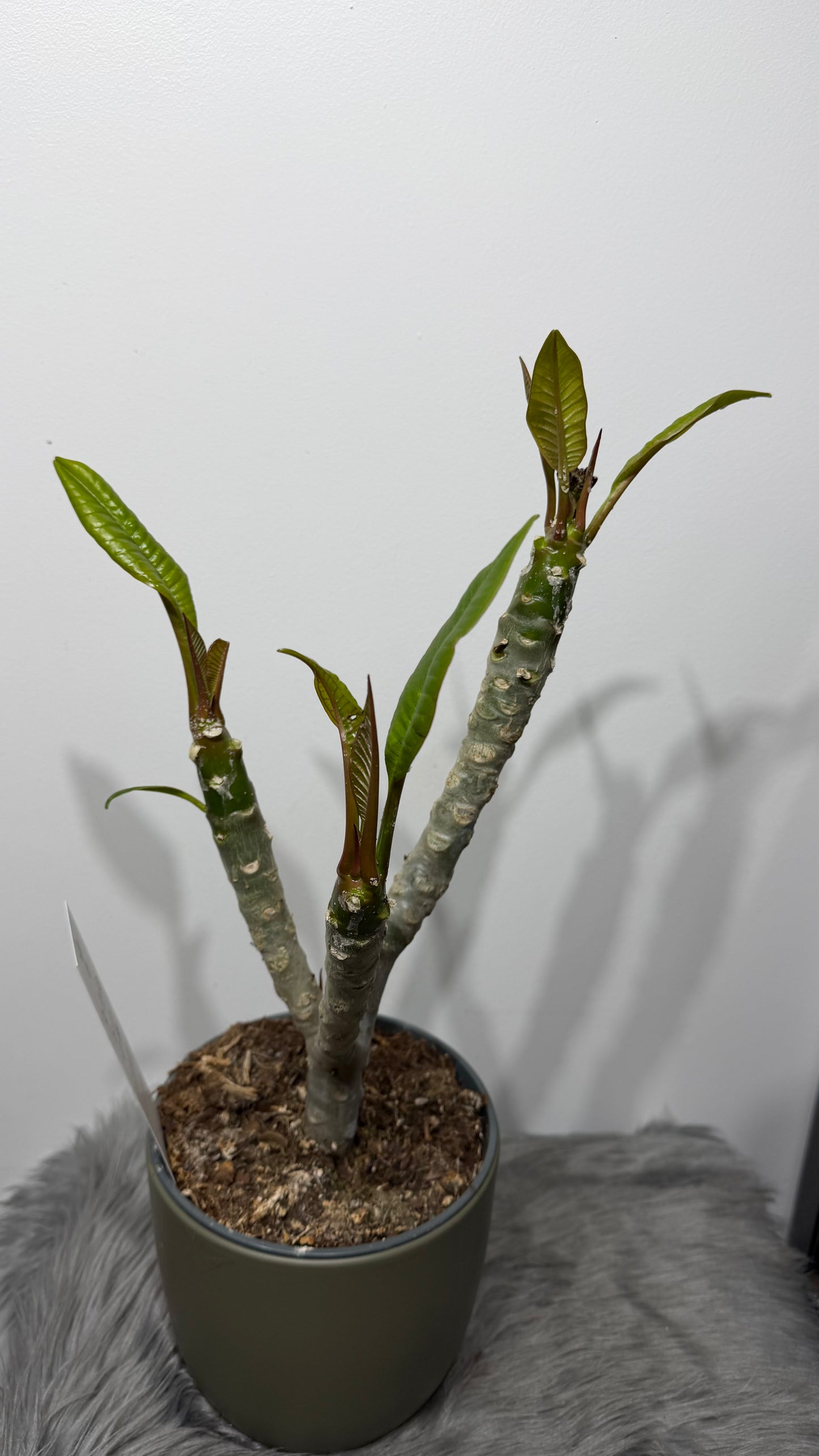 Plumeria Rubra Hawaiian