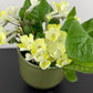 Streptocarpus 4