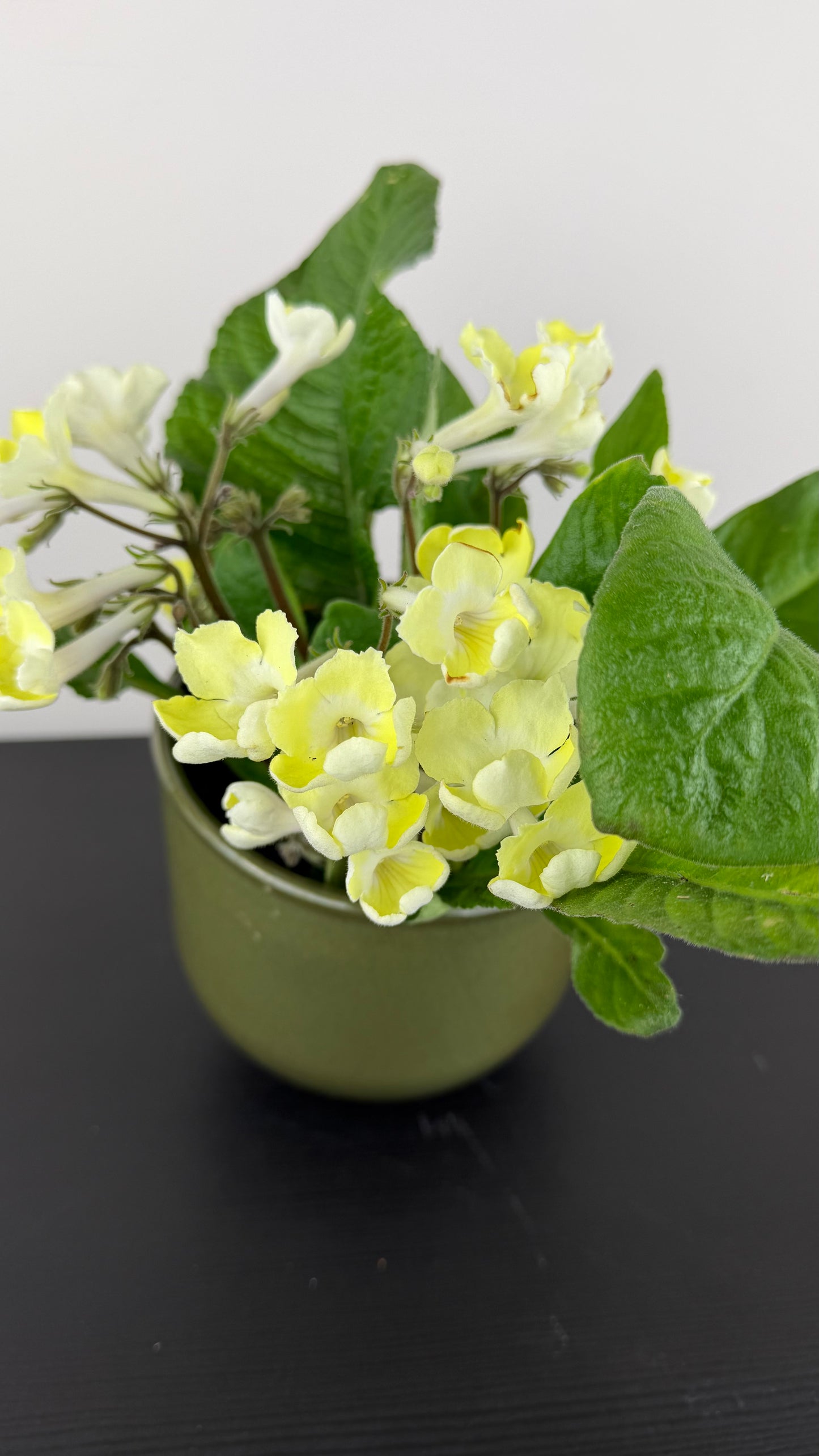 Streptocarpus 4