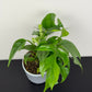Monstera minima