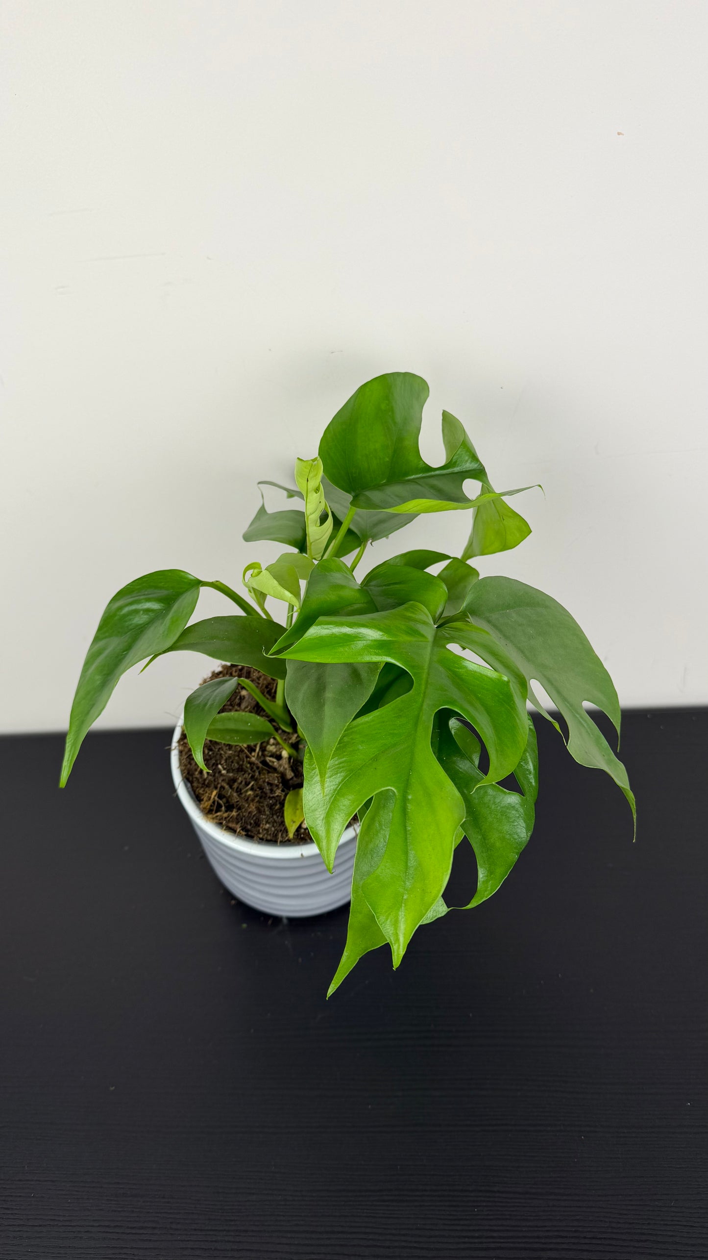Monstera minima