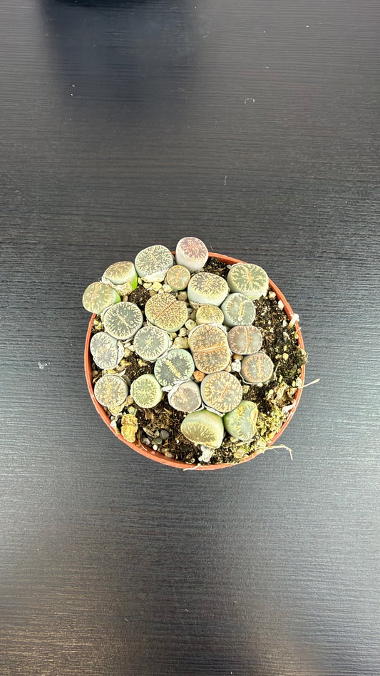 Lithops 7
