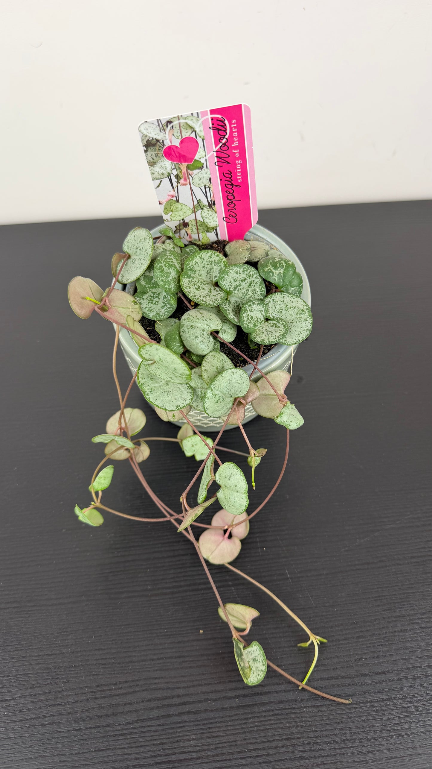 Ceropegia woodii Silver Glory