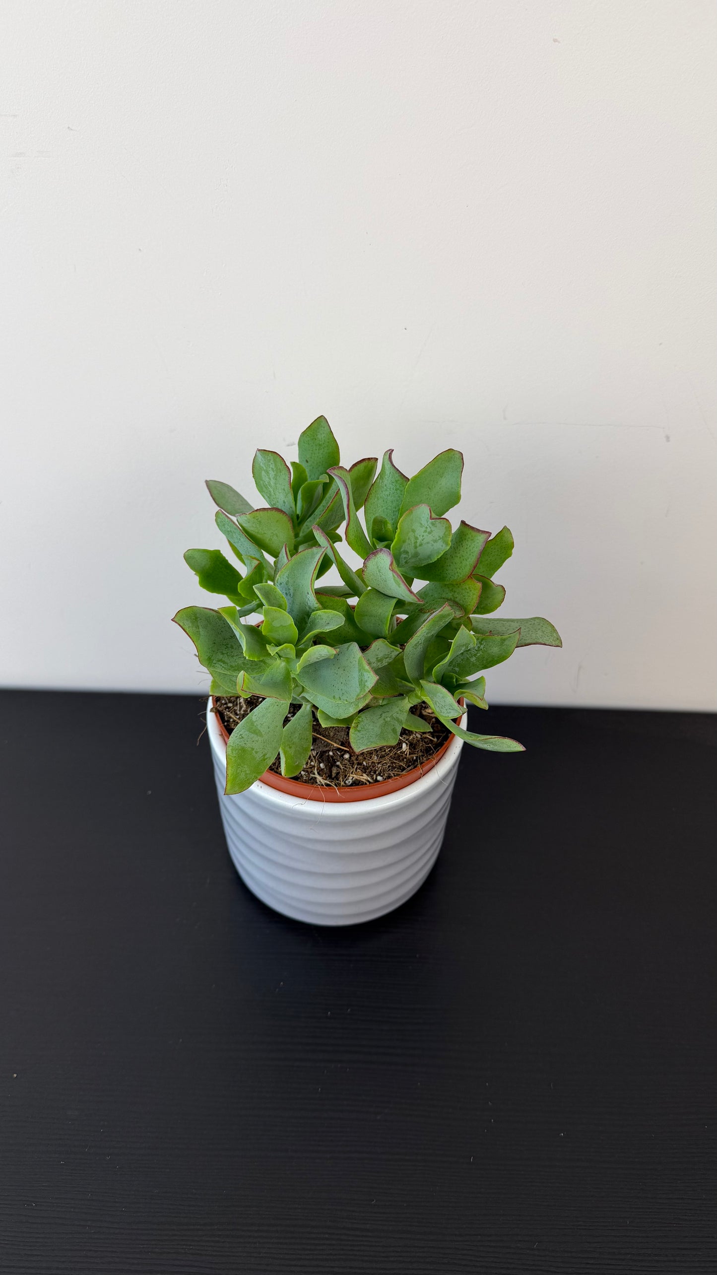 Crassula 3