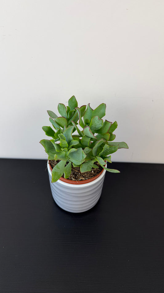 Crassula 3