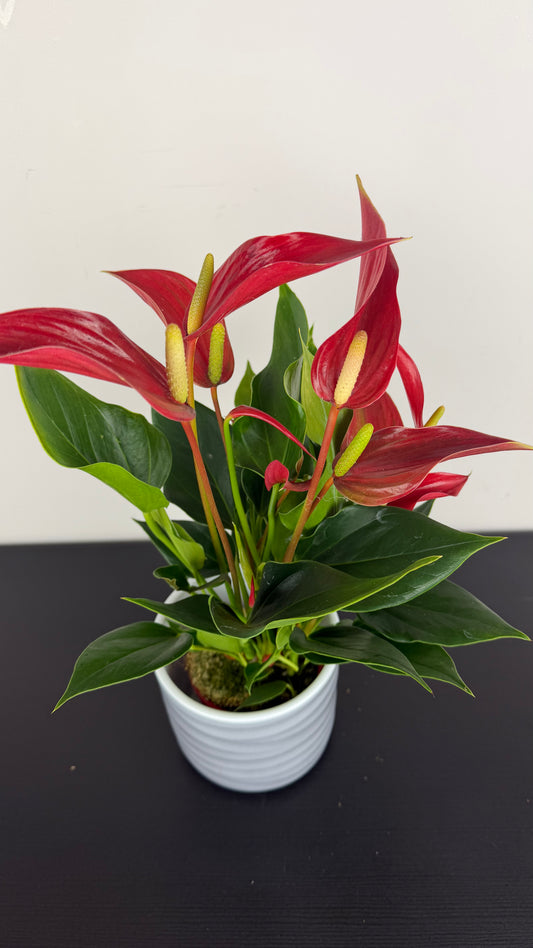 Anthurium Red little