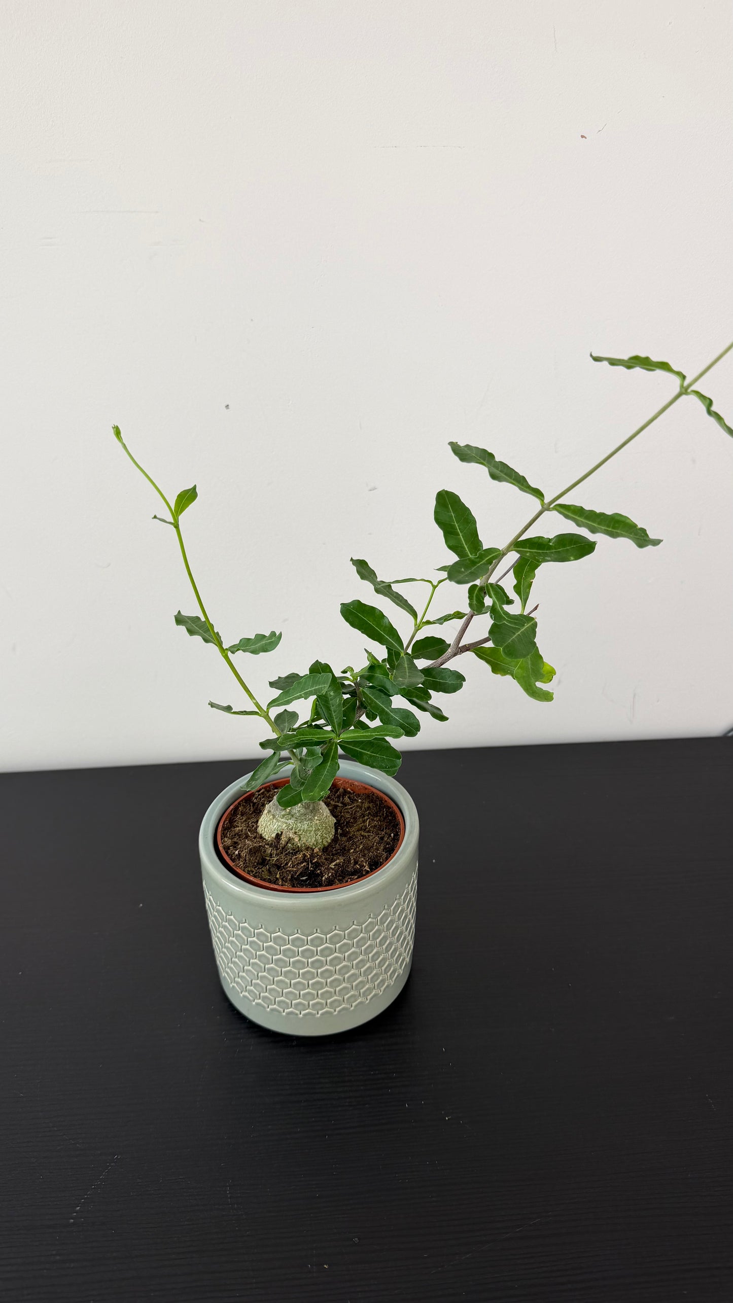 Fockea Edulis