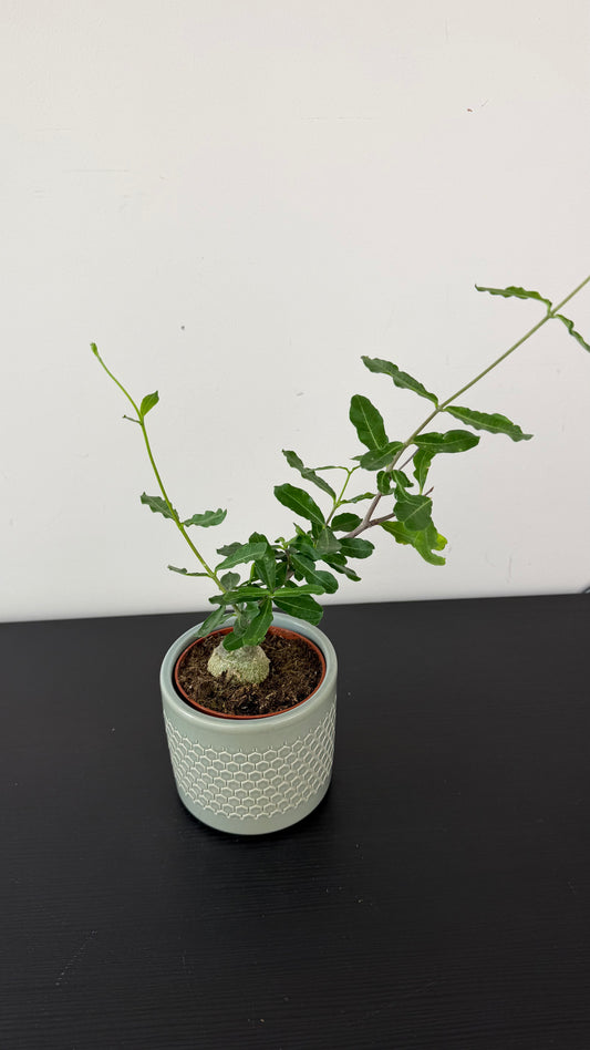 Fockea Edulis