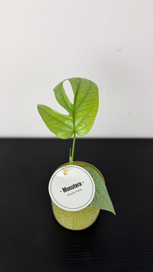 Amydrium Silver