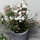 Jasminum Polyanthum