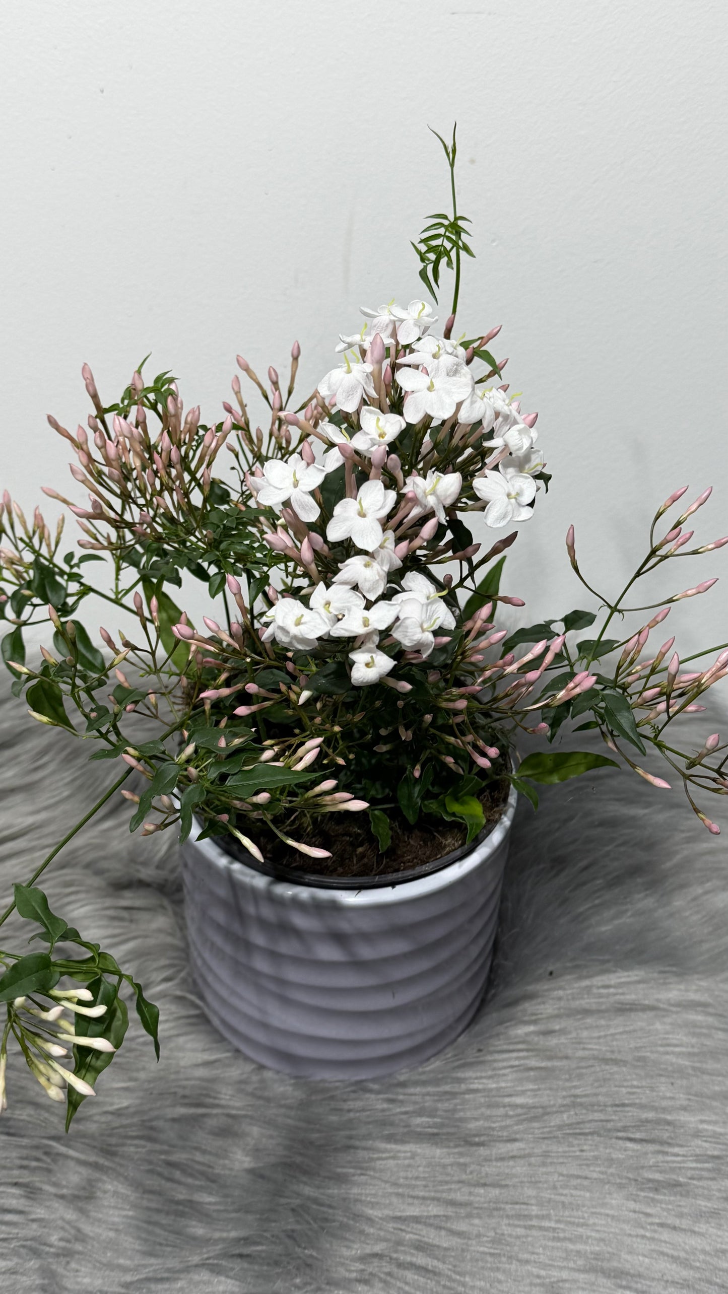 Jasminum Polyanthum