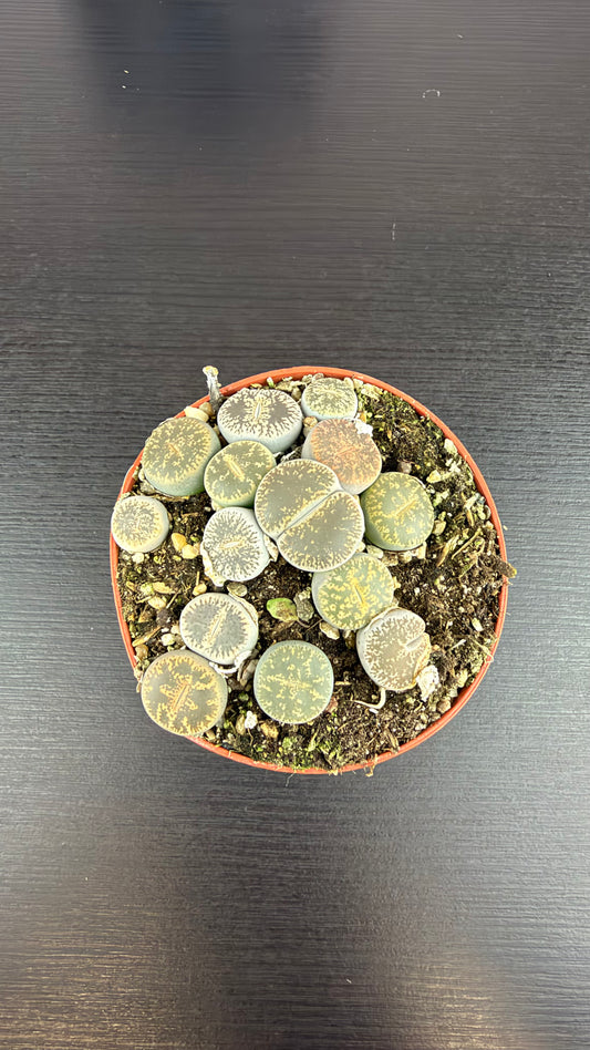 Lithops 3