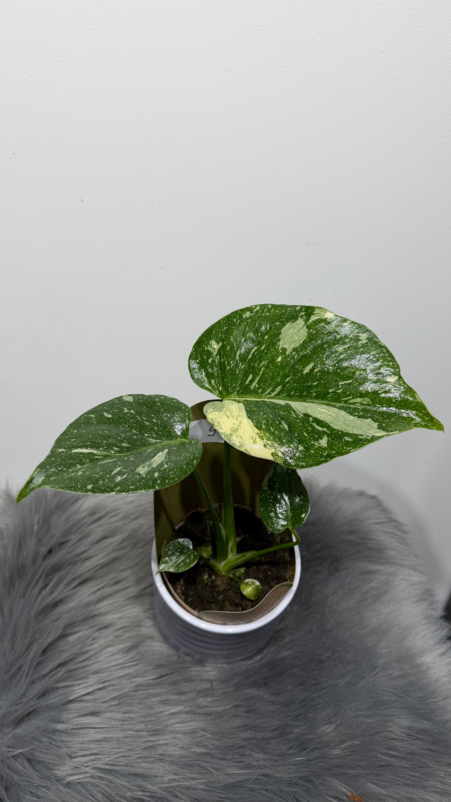 Monstera Thai Constellation