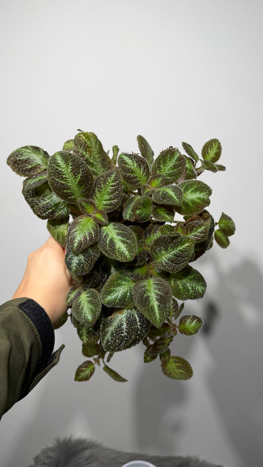 Episcia 1
