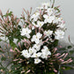 Jasminum Polyanthum