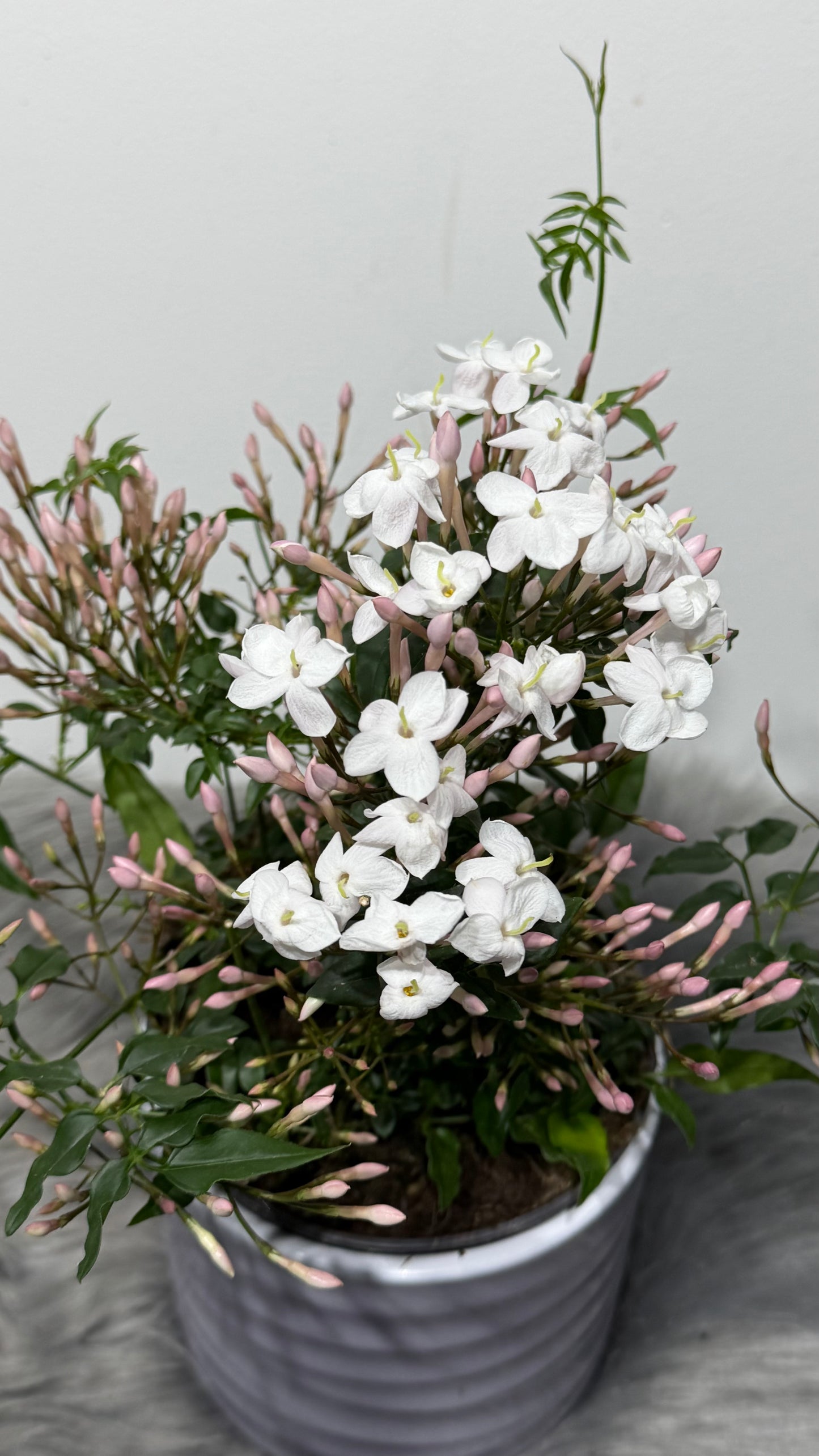 Jasminum Polyanthum