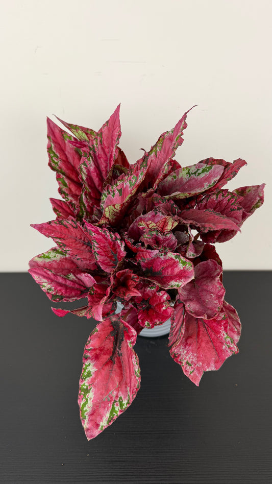 Begonia Beleaf 1