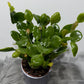 Rhipsalis Crispata Amstel